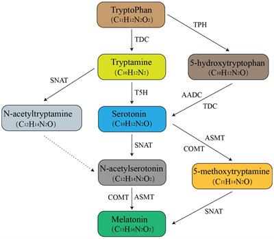 The potential of melatonin and its crosstalk with other hormones in the fight against stress